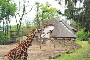 Pavilon žiraf v Zoo Zlín projekčně připravil Centroprojekt